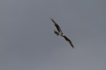 Osprey In Flight